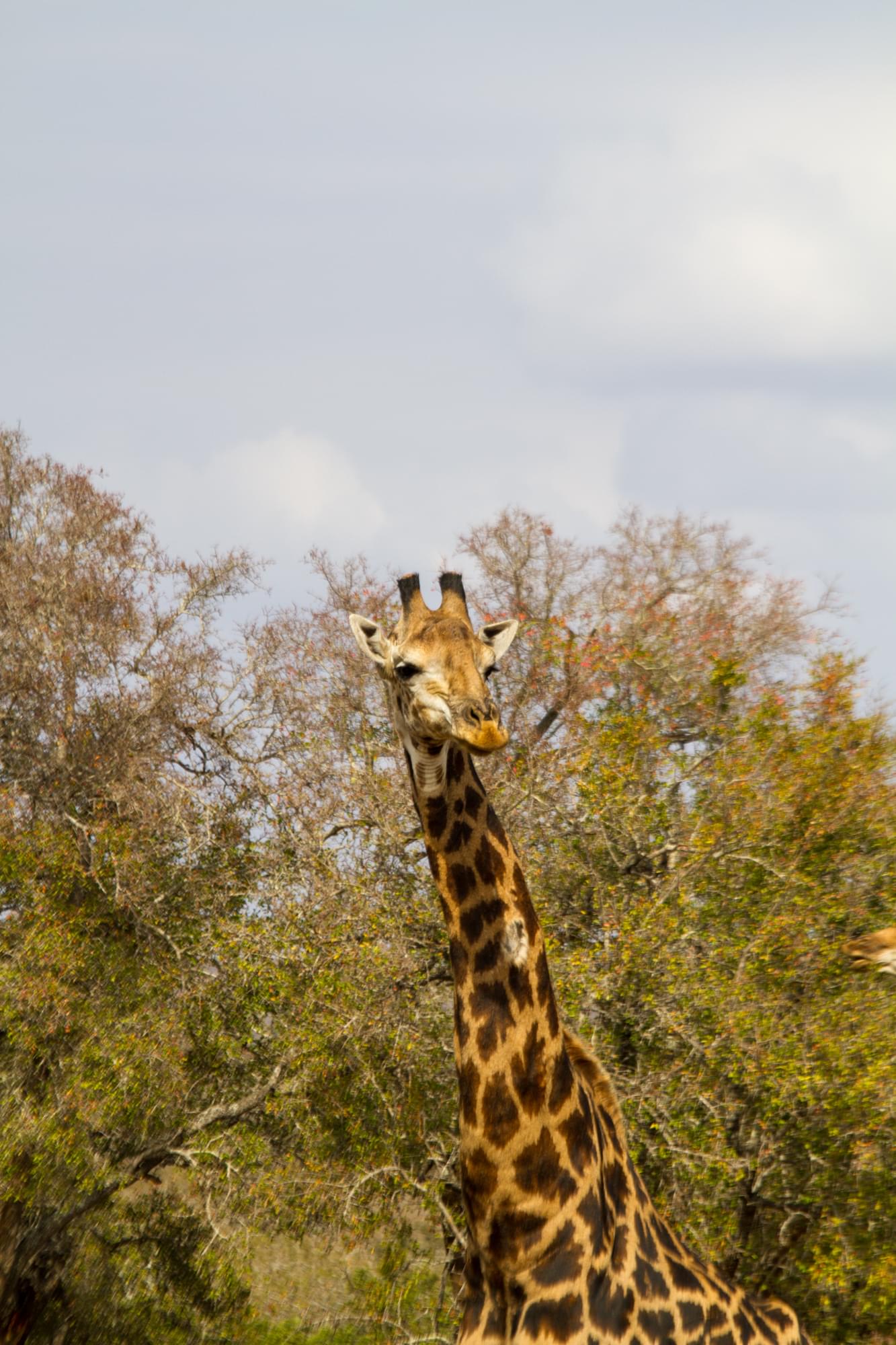 20120728   Sudafrica 0241